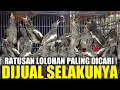 Download Lagu KEBANJIRAN ! RATUSAN BURUNG LOLOHAN DIJUAL MURAH HARI INI DIKIOS PASAR PRAMUKA