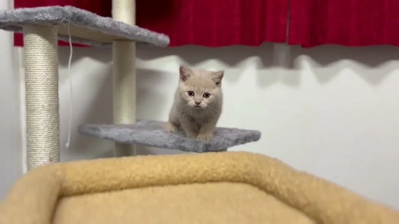 動画