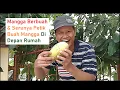 Download Lagu MANGGAKU BERBUAH \u0026 SERUNYA PETIK BUAH MANGGA DI DEPAN RUMAH