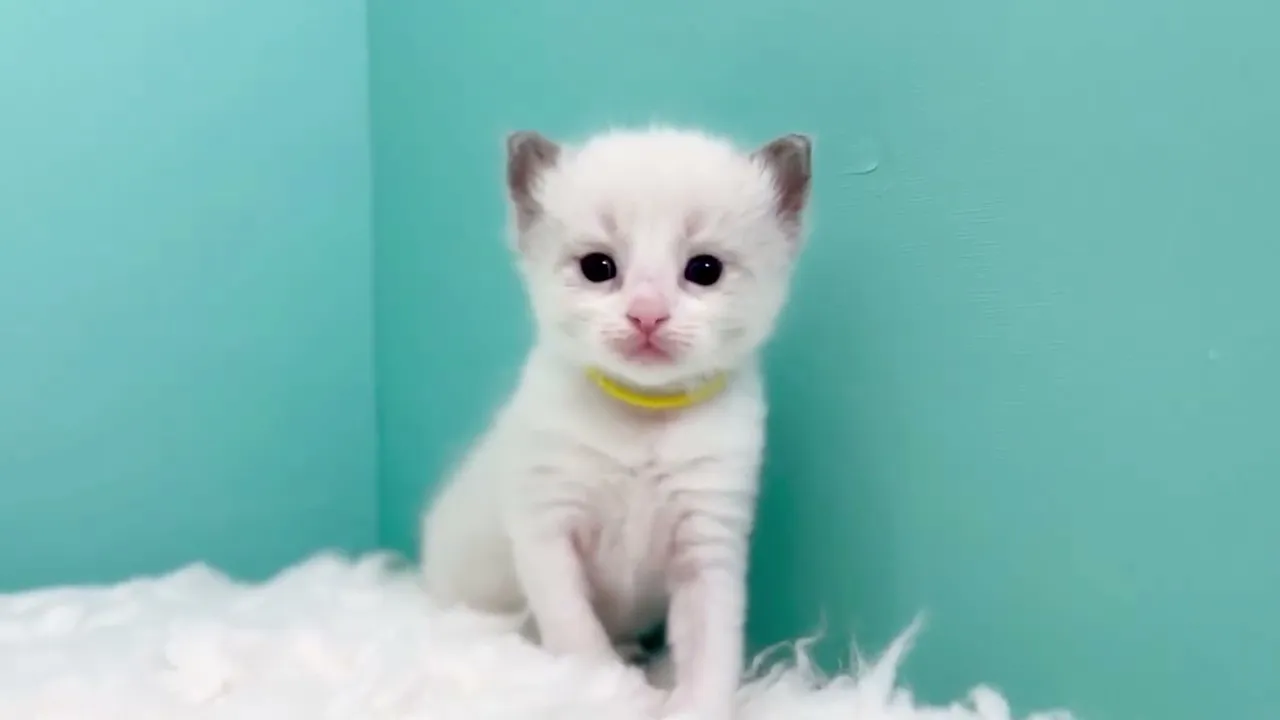 動画