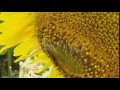 Bee Working On Sunflower In Blue Sky And Sunny Weather - Stock Footage Hive 15486067