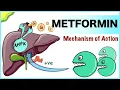 Metformin Mechanism of Action