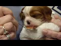 Cavalier King Charles Spaniel Puppies - From Birth To 10 Weeks Of Age In Just 11 Minutes