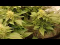 ILGM White Widow flowering day 38