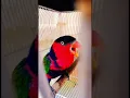 Download Lagu Burung Nuri Merah jantan kepala hitam suara sangat keras#burungnuri#nurigacor#nurikepalahitam