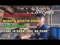 Beternak burung gelatik putih