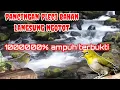 pancingan pleci bahan langsung gacor ngotot
