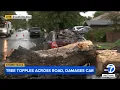 Massive tree topples in Lake Balboa amid storm crushing car