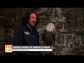 Wings of America Show at Dollywood See Bald Eagles Up Close
