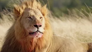 suara singa lion sound