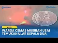 Lagu Heboh Warga Temukan Ular Kepala Dua di Lereng Gunung Lewotobi: Pertanda Buruk?