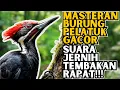 Download Lagu 🎧 MASTERAN HANDAL BURUNG PELATUK BAWANG – Suara Keras, Tajam \u0026 Gacor Maksimal! 🐦🔥