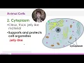 Plant and Animal Cells pptx Google Slides