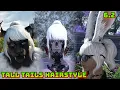 FFXIV Tall Tails Hairstyle - 6 2