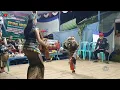 Download Lagu Bocil Mendem Suthang Walang Setia Budaya (Audio HD)