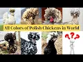 Color Chicken Breeds of Polish Chicken Ayam Polish All about Polish Chickens Galinha Hane Gallo