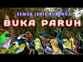 Download Lagu TERAPI PAGI DAN MALAM HARI, TERAPI SEMUA JENIS BURUNG AGAR GACOR,Terapi Air untuk semua jenis burung