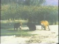 Download Lagu Tigers vs Bear : 2 Bengal Tigers fight an Asiatic Black Bear