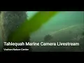 Tahlequah Marine Camera