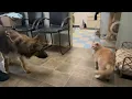 Alvin von Alsenz cat