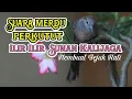 Download Lagu suara perkutut lokal | Lir ilir Sunan Kalijaga