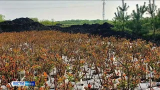 В Омске продолжается обустройство муниципального питомника