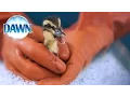 Wildlife Rescue Experts Save Animals with Dawn