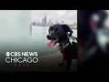 Search for missing dog Minnie who escaped from South Loop doggy daycare