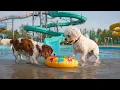 12 Hours of Dog TV for Farm Pups 🐶 Soothing Music for Dogs with Anxiety 🌿 Peaceful Sleep Tonight