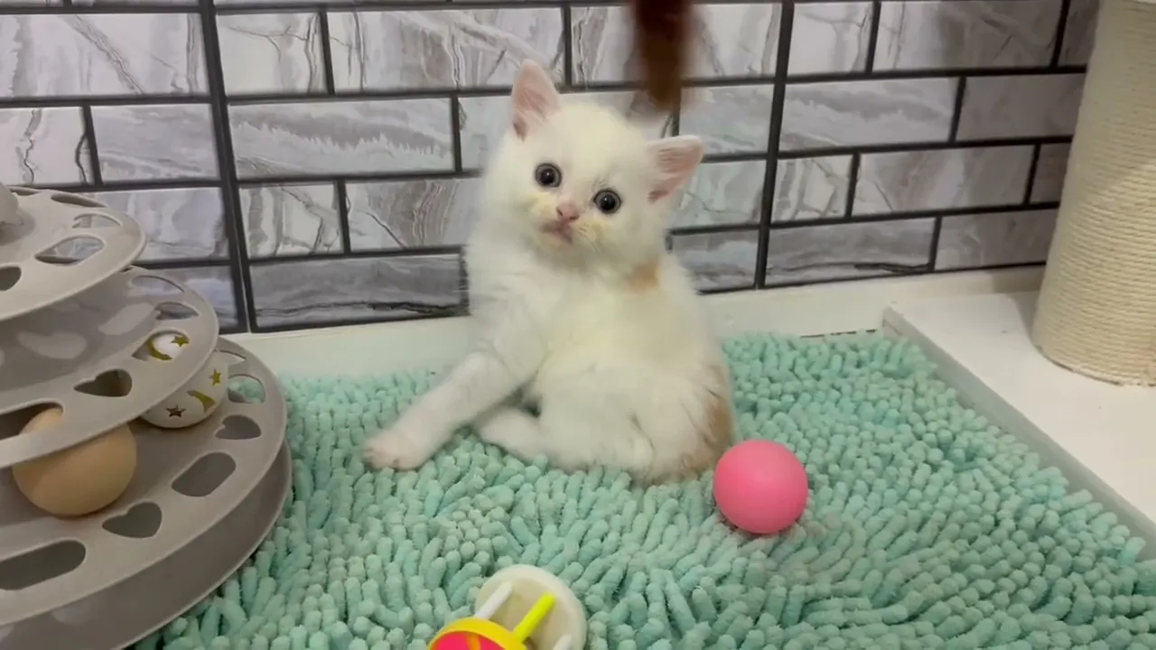 動画