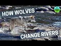 Download Lagu How Wolves Change Rivers