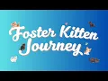 Foster Kittens Journey