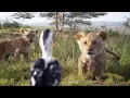 JD McCrary, Shahadi Wright Joseph, John Oliver - I Just Can't Wait to Be King (From "The Lion King")