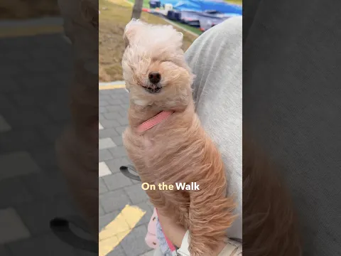 누구를 위한 산책이 였나??