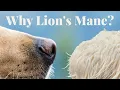 Lion s Mane The Cognitive-Boosting Mushroom for Pets