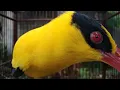 Download Lagu Kepodang gacor saling bersahutan di pagi hari. Suara indah dan merdu untuk klangenan.