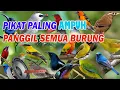 Download Lagu Suara pikat untuk semua burcil paling ampuh mp3download