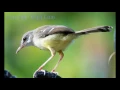 Download Lagu SUARA BURUNG PRENJAK JALI