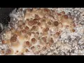 Growing Mushrooms at home golden teacher mushroom growing mushies