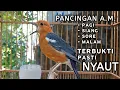 Download Lagu Pancingan Anis Merah Gacor untuk Pagi Siang Sore Malam Terbukti Bikin Nyaut
