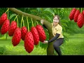 Download Lagu Harvesting Giant Soursop Hybrid Dragon Fruit Go To Market Sell | Lucia New Life