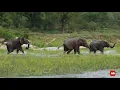 Mating elephants