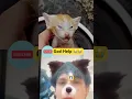 Download Lagu Oh Micko 😭😭 #kitten #cat #aiandcats