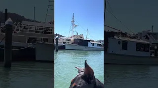 #fyp #dream #doberman #pets #boat