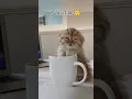 Download Lagu Ramadan Memes You Will Definitely Relate 🥲😂... #subscribe #like #cute #funny #shorts #fun