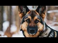 German Shepherd Wolf Mix Facts