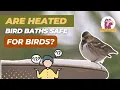 Are Heated Bird Baths Dangerous For Birds