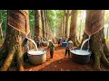 Lagu How Vietnam's Natural Rubber Latex is Harvested \u0026 Transformed into Masterpiece Products.