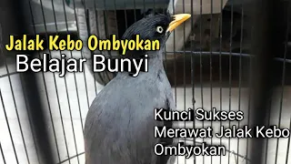 Download Jalak Kebo Ombyokan || jalak kebo belajar bunyi MP3