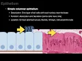 Epithelium